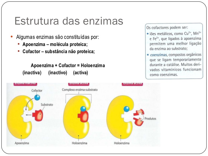 Enzimas em ação :: Portfólio de Biologia